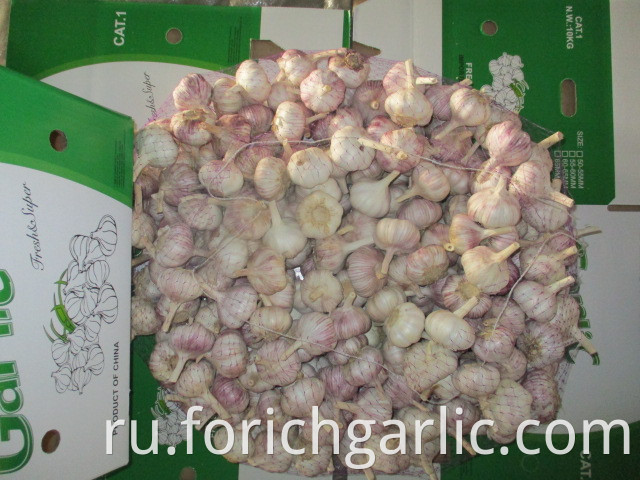 Normal Garlic Best Quality